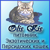 Питомник экзотических короткошерстных и персидских кошек "Olis Kis"